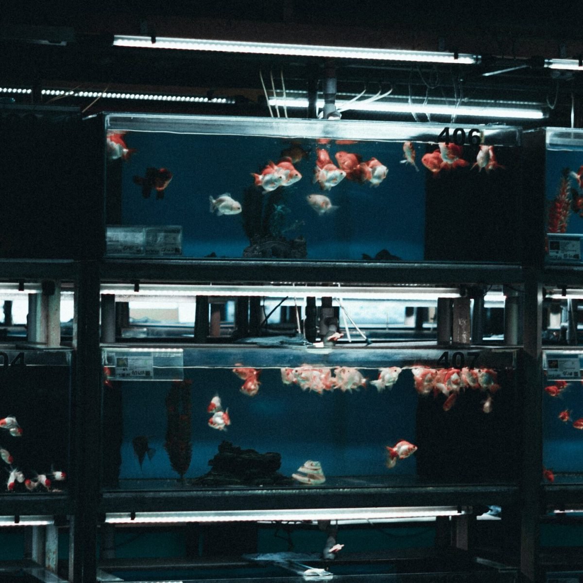 daniel-khor-_B-CMACKkWY-unsplash